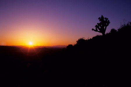 Silhouette of a lone Joshua Tree at sunset